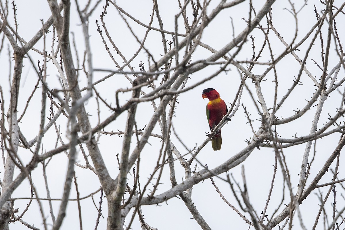 Yellow-bibbed Lory - ML226404681