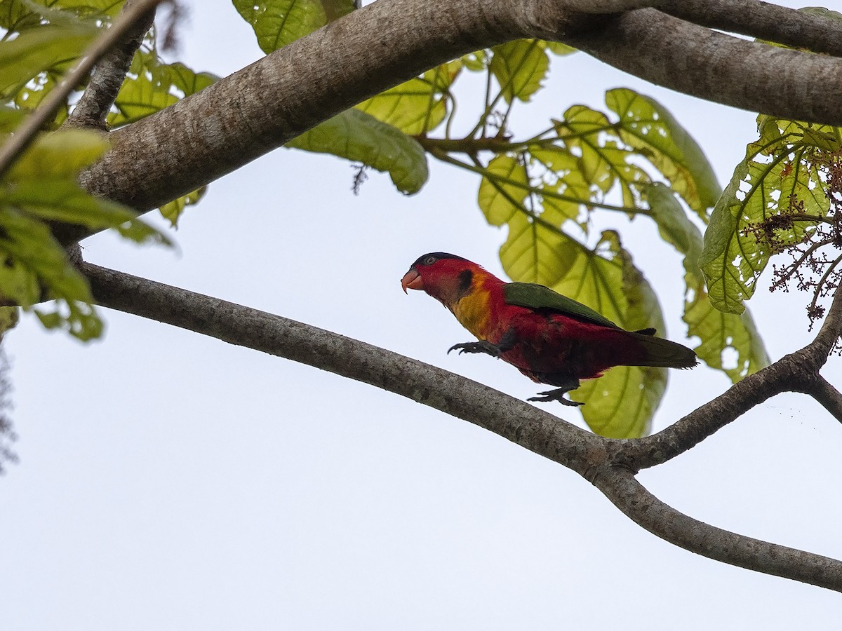 Yellow-bibbed Lory - ML226404691