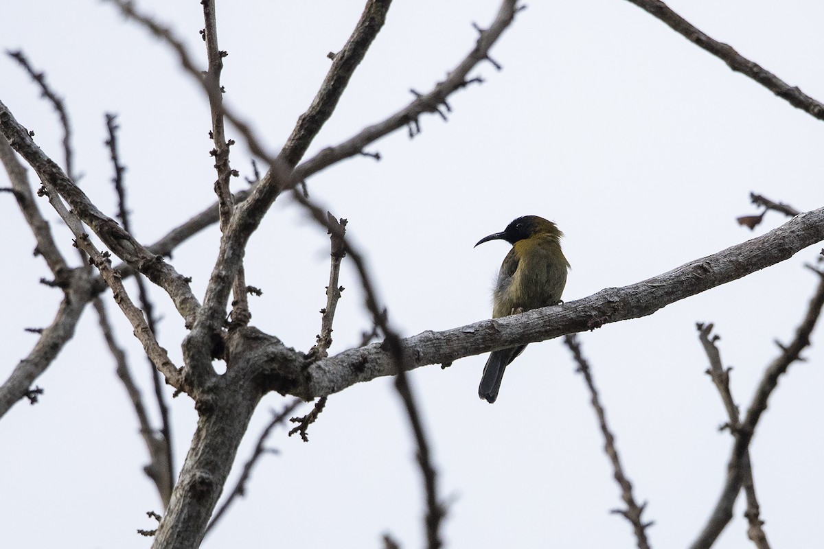 Black-headed Myzomela - ML226404731