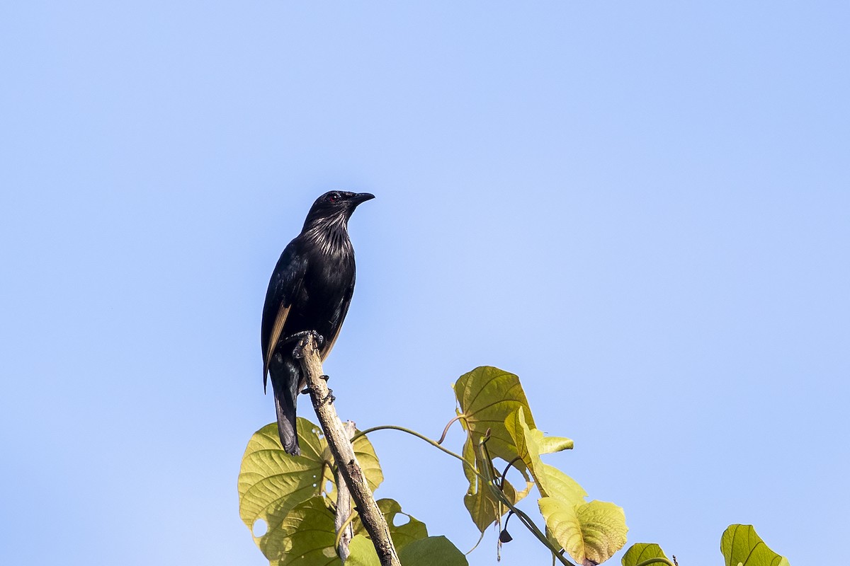 Brown-winged Starling - Niall D Perrins