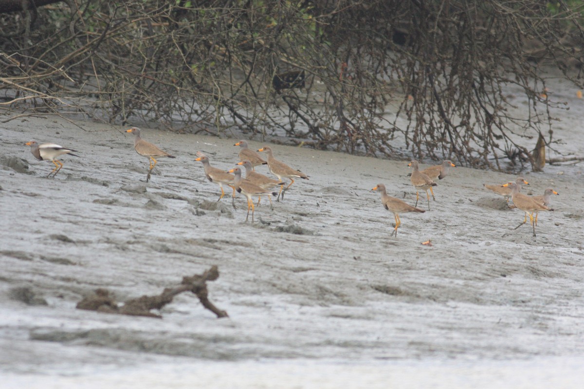 Gray-headed Lapwing - ML226405011