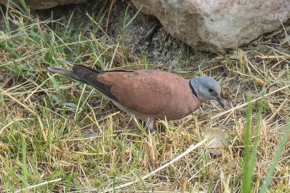 Red Collared-Dove - ML226406321