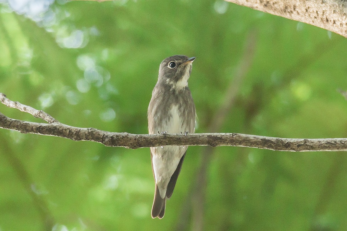 Dark-sided Flycatcher (Siberian) - ML226406391