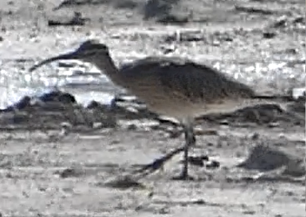 Whimbrel - ML226406551