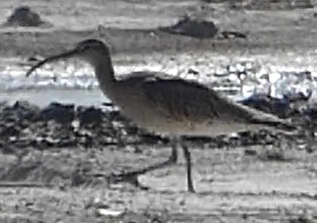 Whimbrel - ML226406561