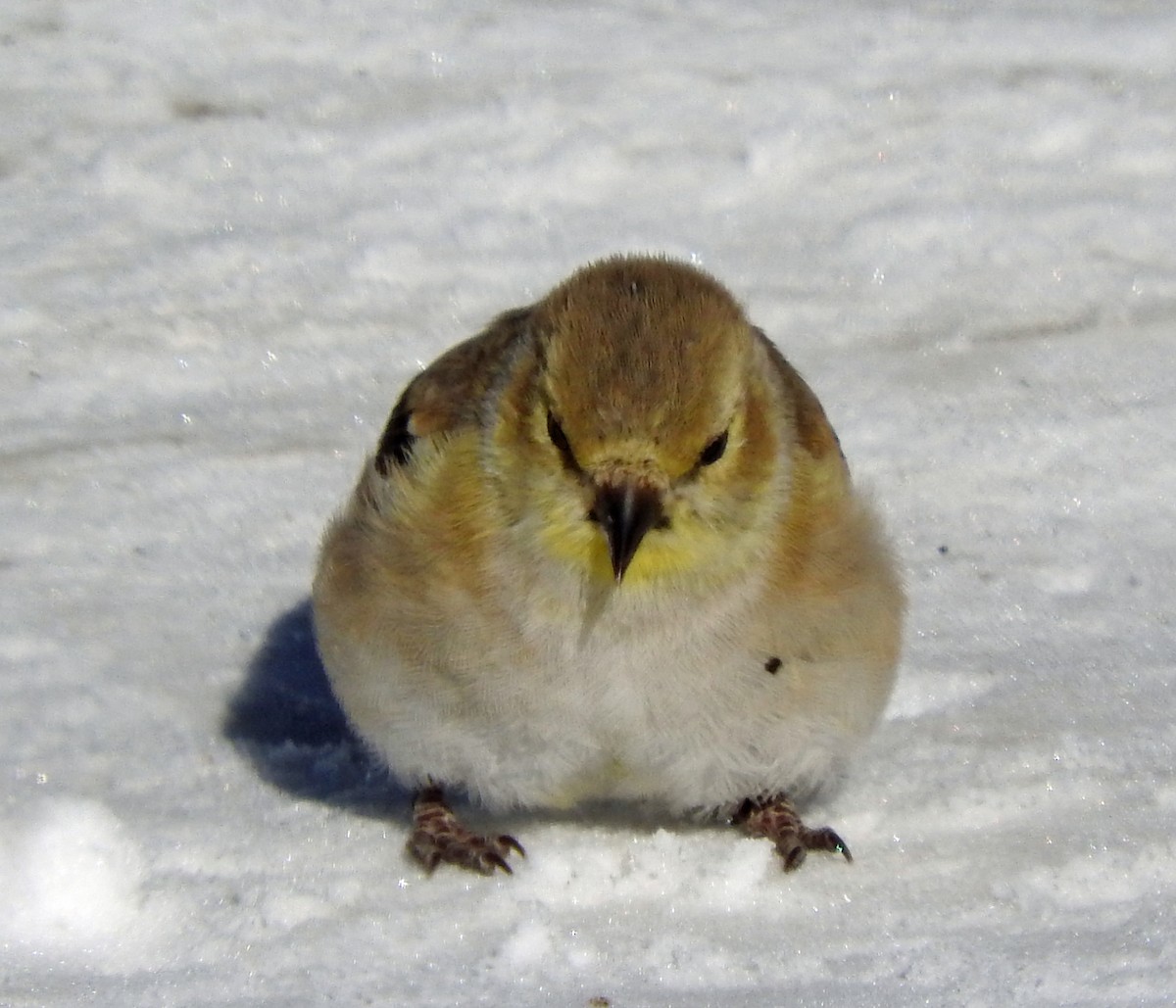 American Goldfinch - ML22640721