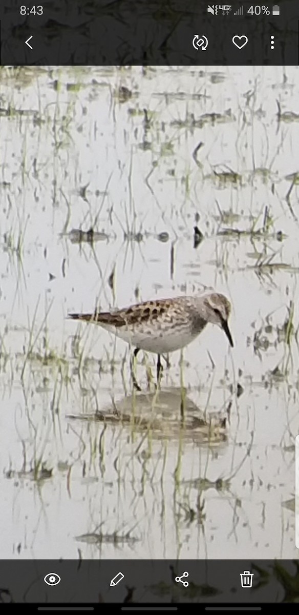 White-rumped Sandpiper - Cam Lee