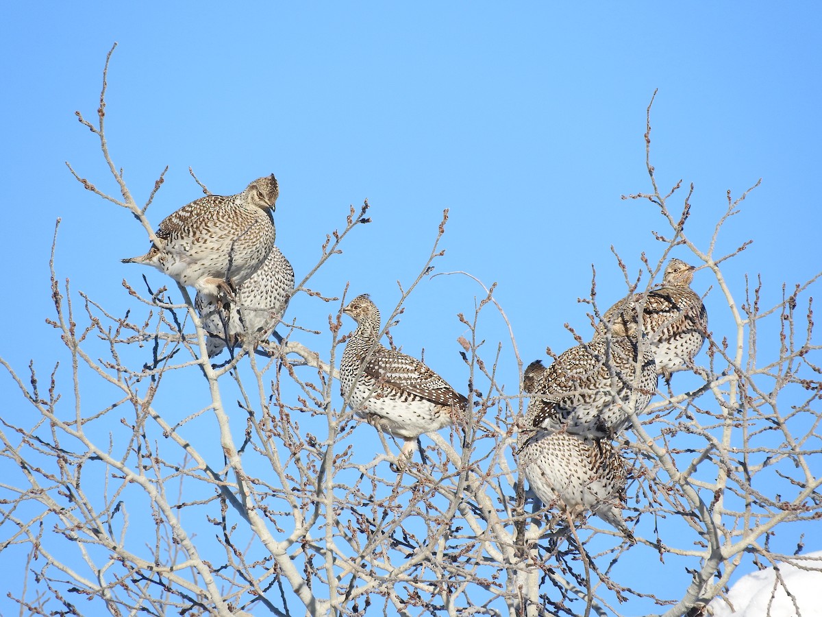 Sharp-tailed Grouse - Tresa Moulton