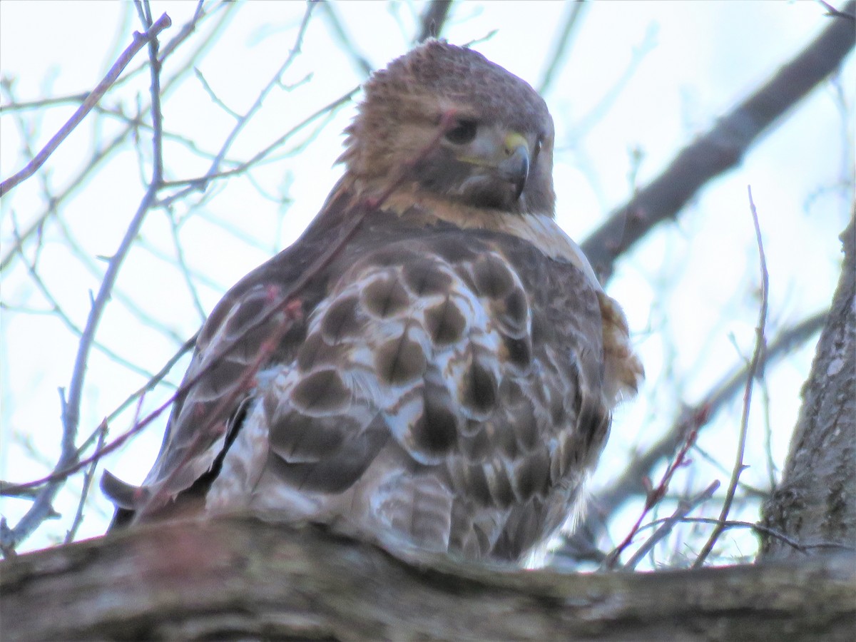 Red-tailed Hawk - ML226417381