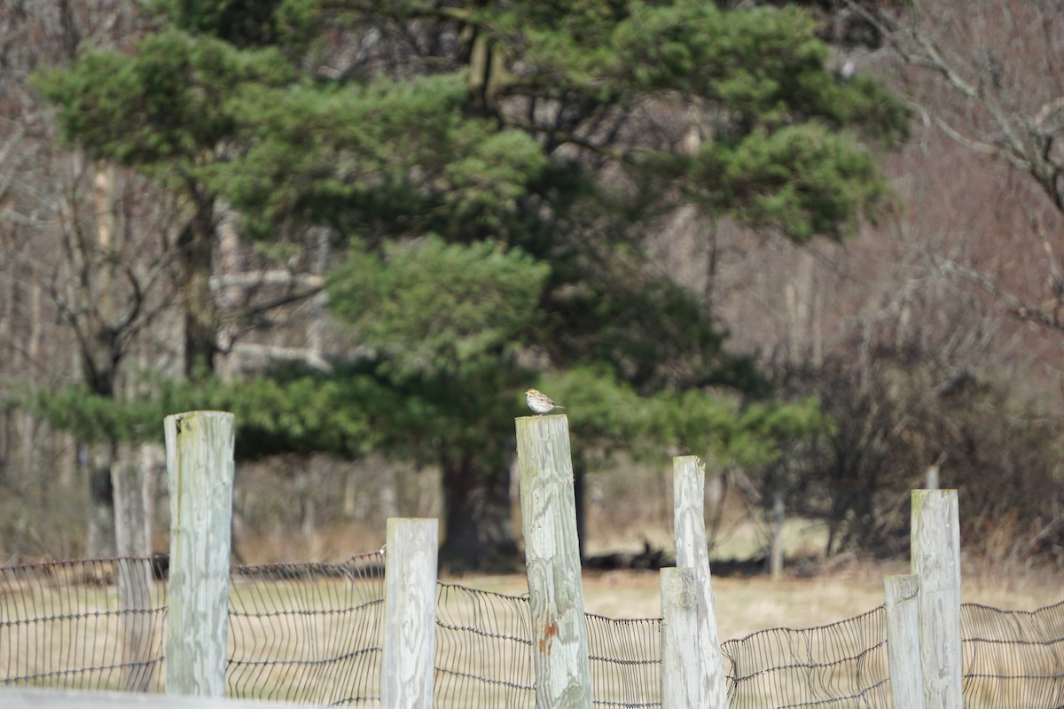 Savannah Sparrow - ML226417801