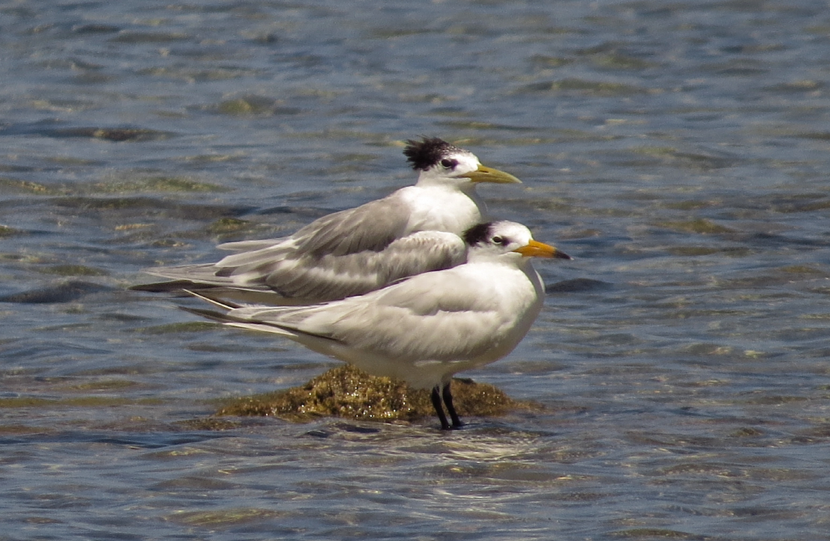 黑嘴端鳳頭燕鷗 - ML226417891