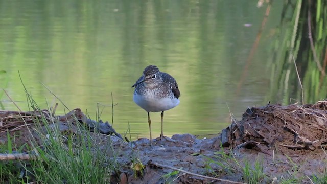 Solitary Sandpiper - ML226419911