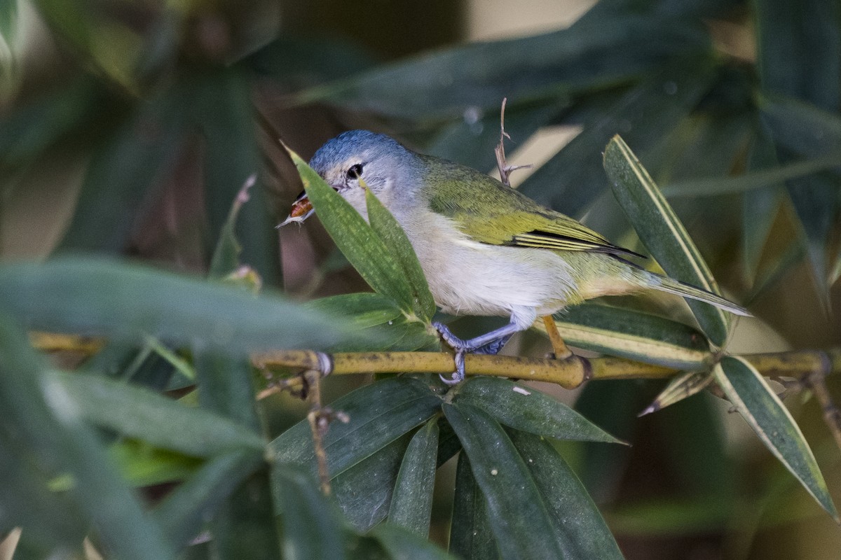 Chestnut-vented Conebill - Luiz Carlos Ramassotti