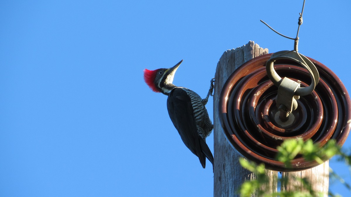 Lineated Woodpecker - ML226421871