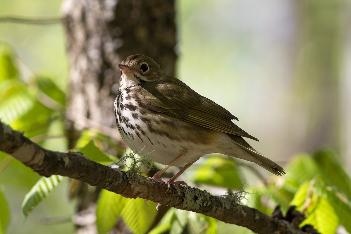 Ovenbird - Martin Wall