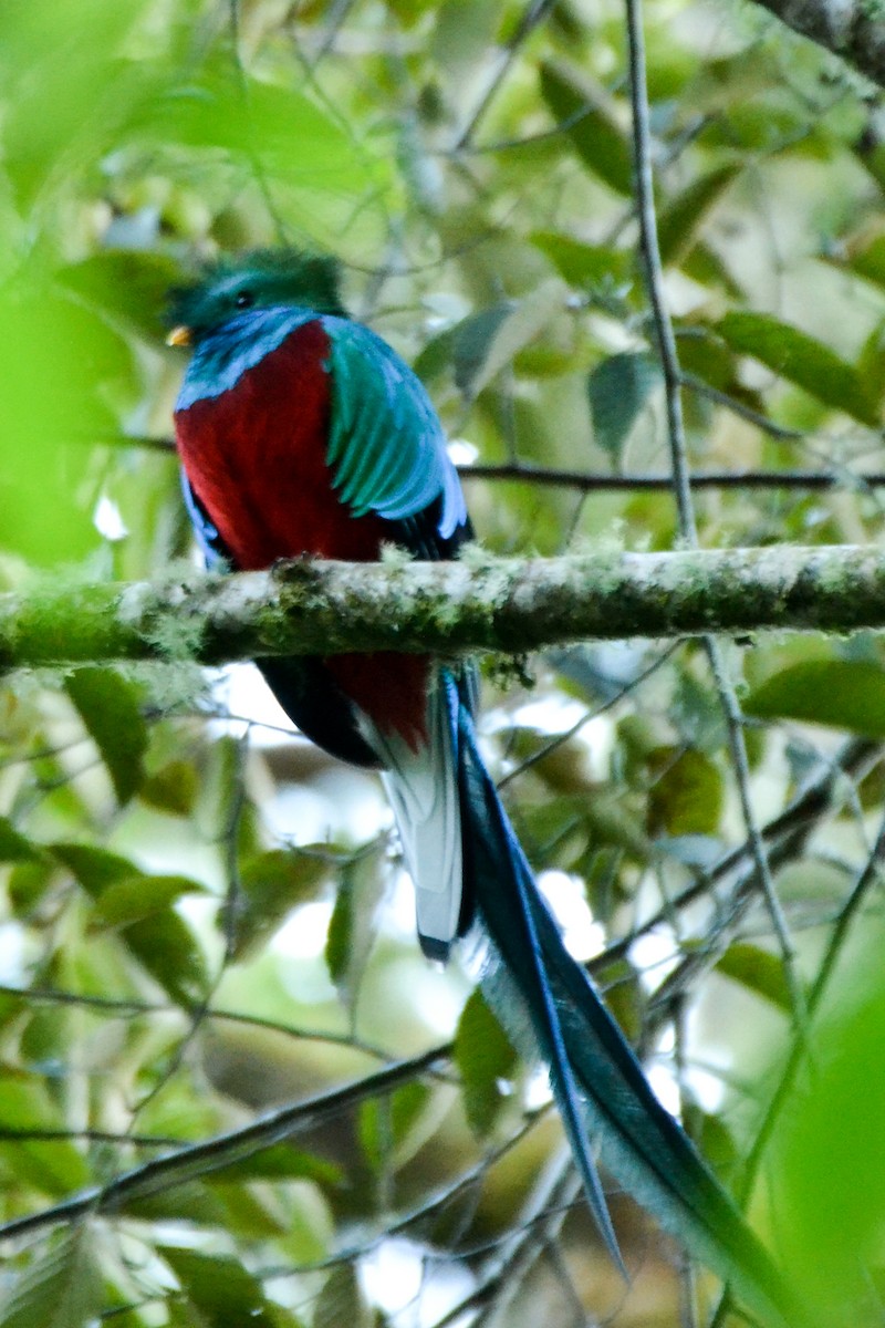 Resplendent Quetzal - ML226422331