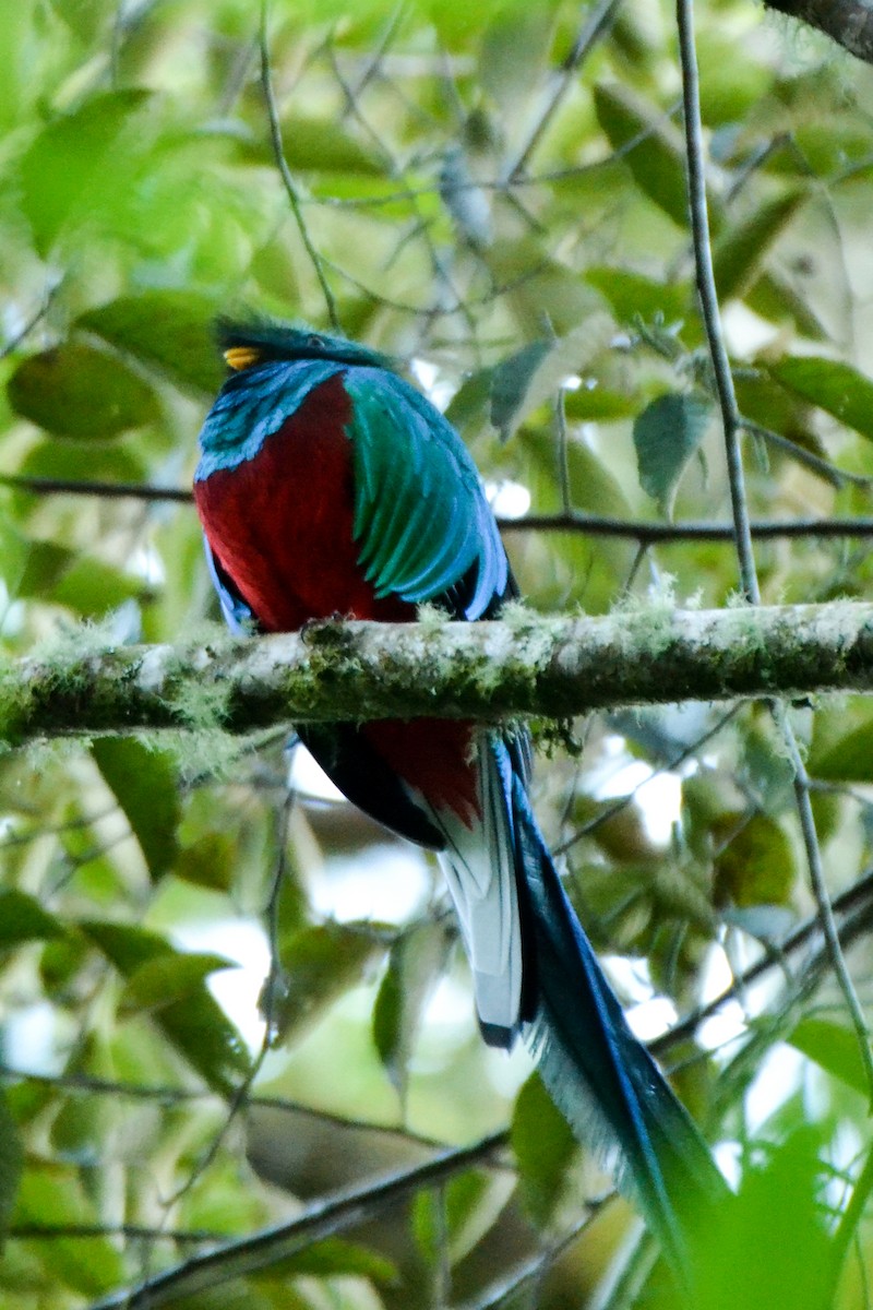 Resplendent Quetzal - Alison Bentley