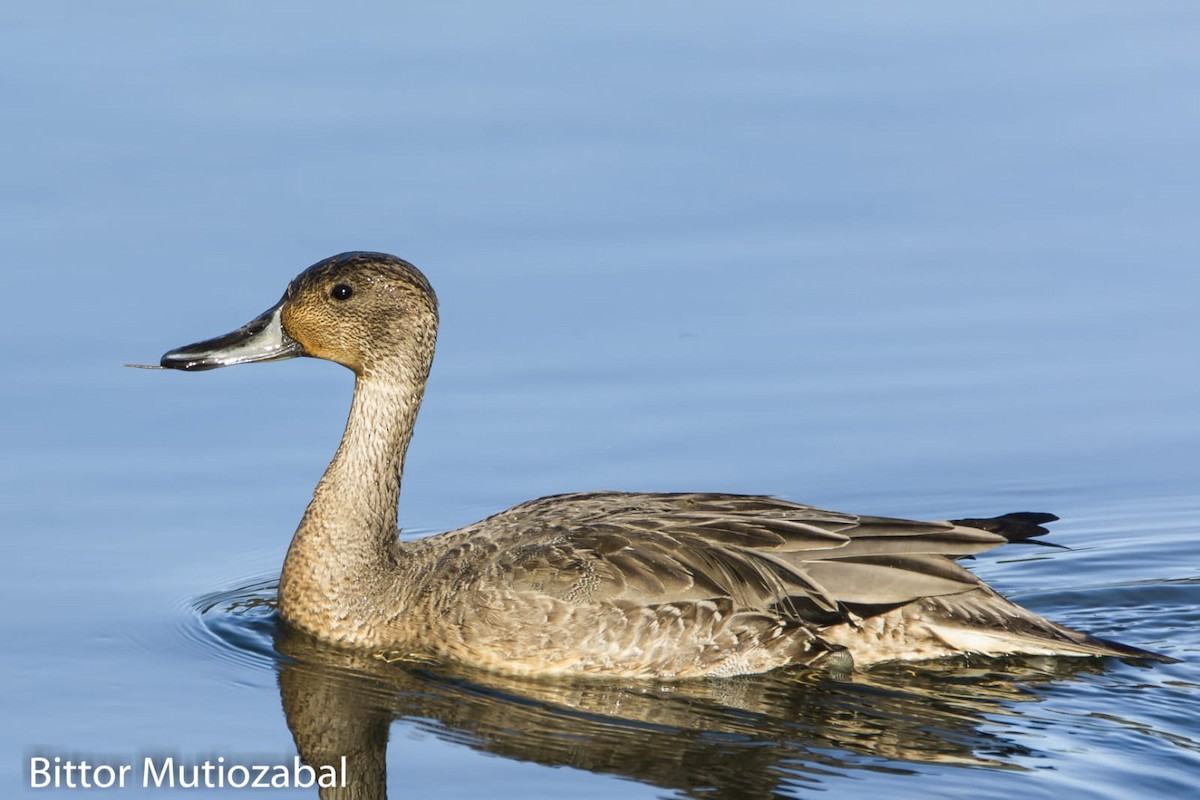 Northern Pintail - ML226422941