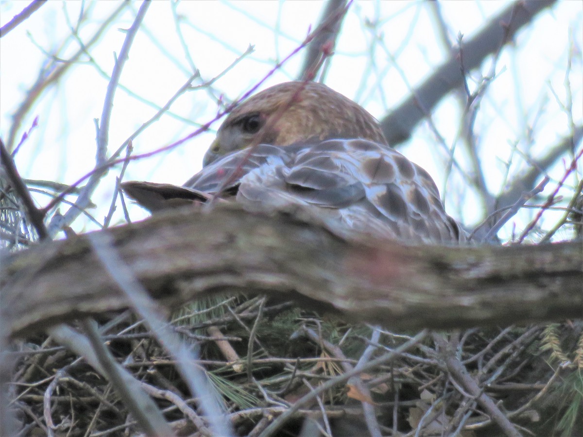 Red-tailed Hawk - ML226423081