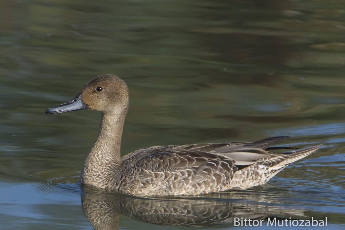 Northern Pintail - Arkamurka Natura Taldea