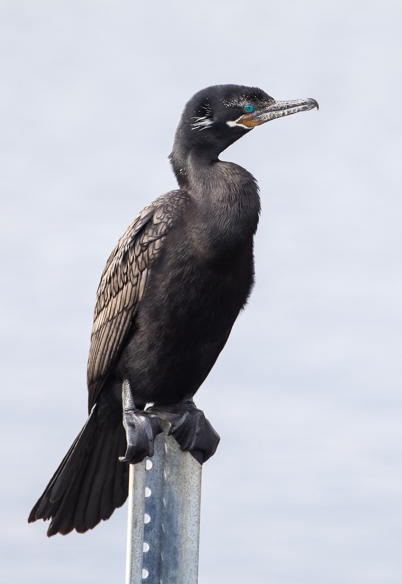 Neotropic Cormorant - ML226425331