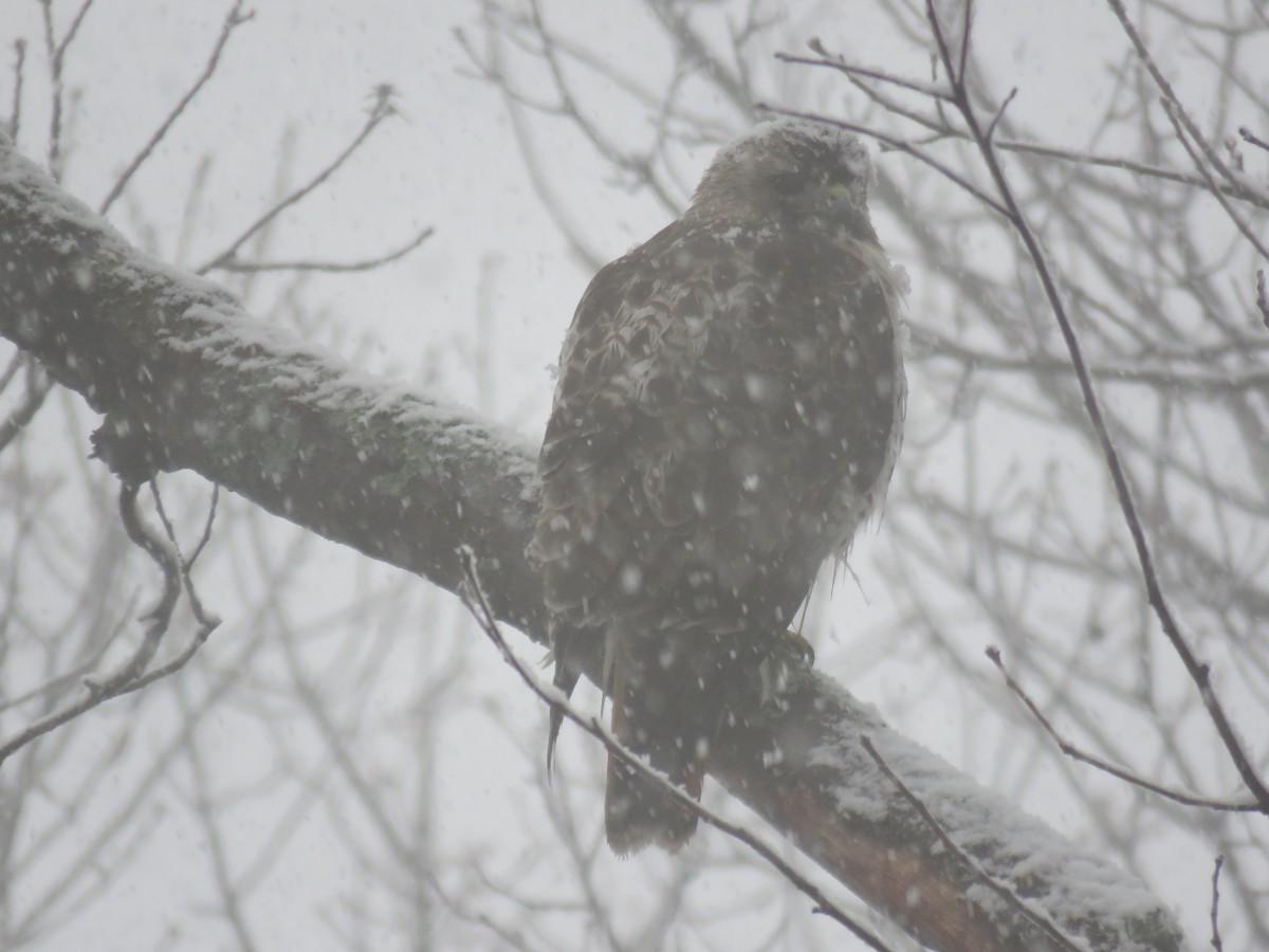 Red-tailed Hawk - ML226425351