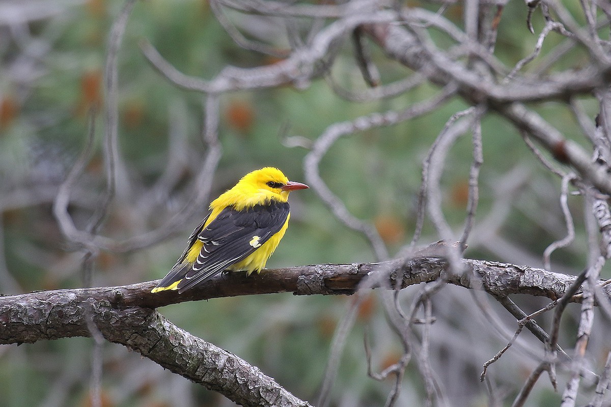Eurasian Golden Oriole - ML226425371