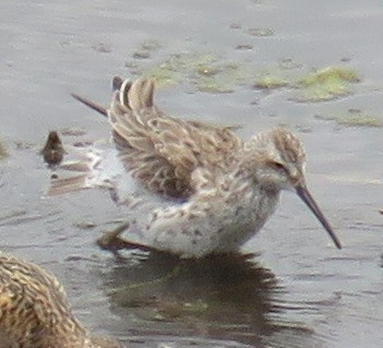 Stilt Sandpiper - ML226427811