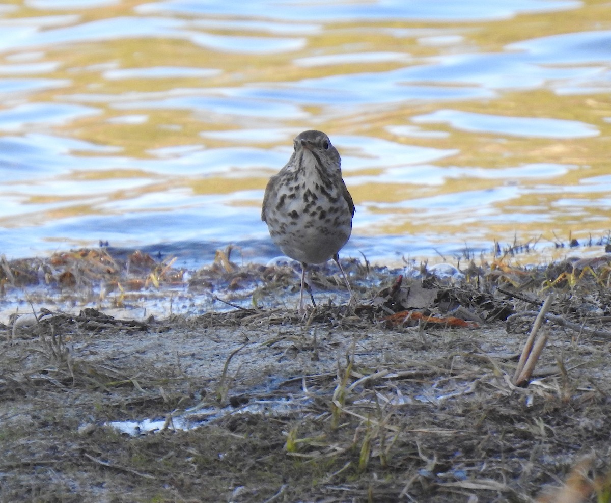 Hermit Thrush - Glenn Hodgkins