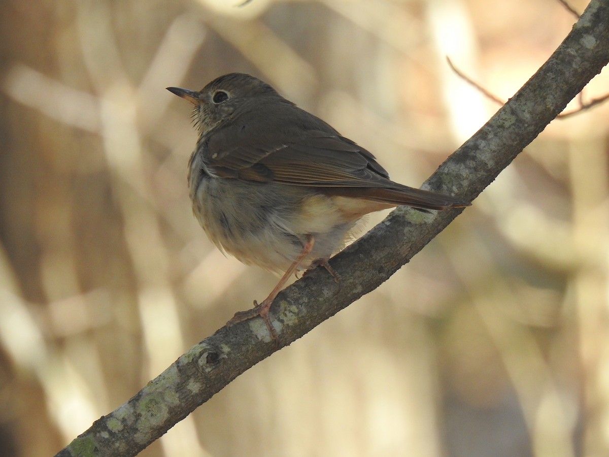 Hermit Thrush - ML226428761