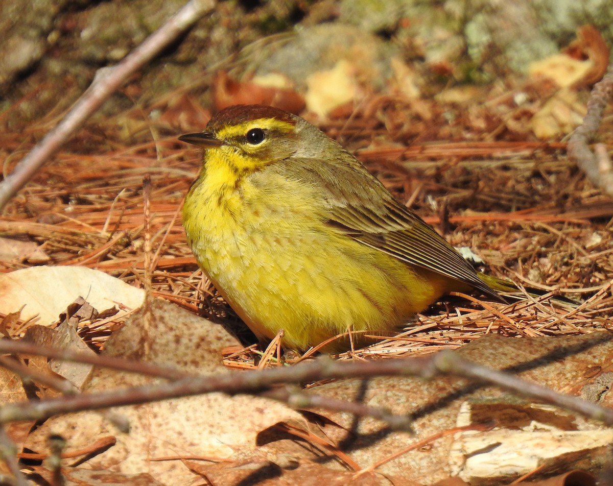 Palm Warbler - Glenn Hodgkins