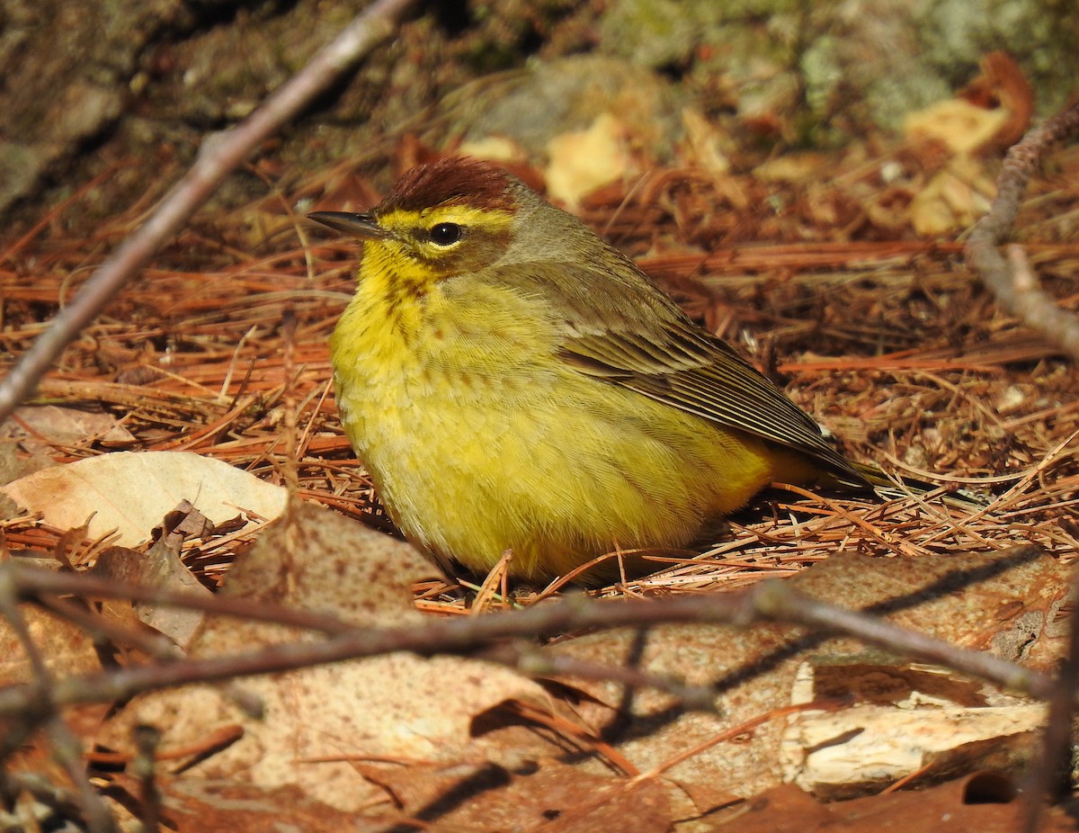 Palm Warbler - ML226428851