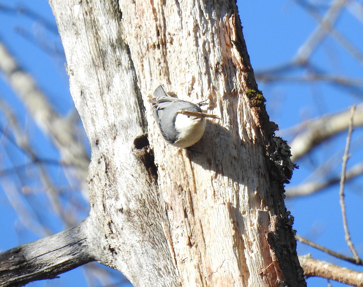 White-breasted Nuthatch - Glenn Hodgkins