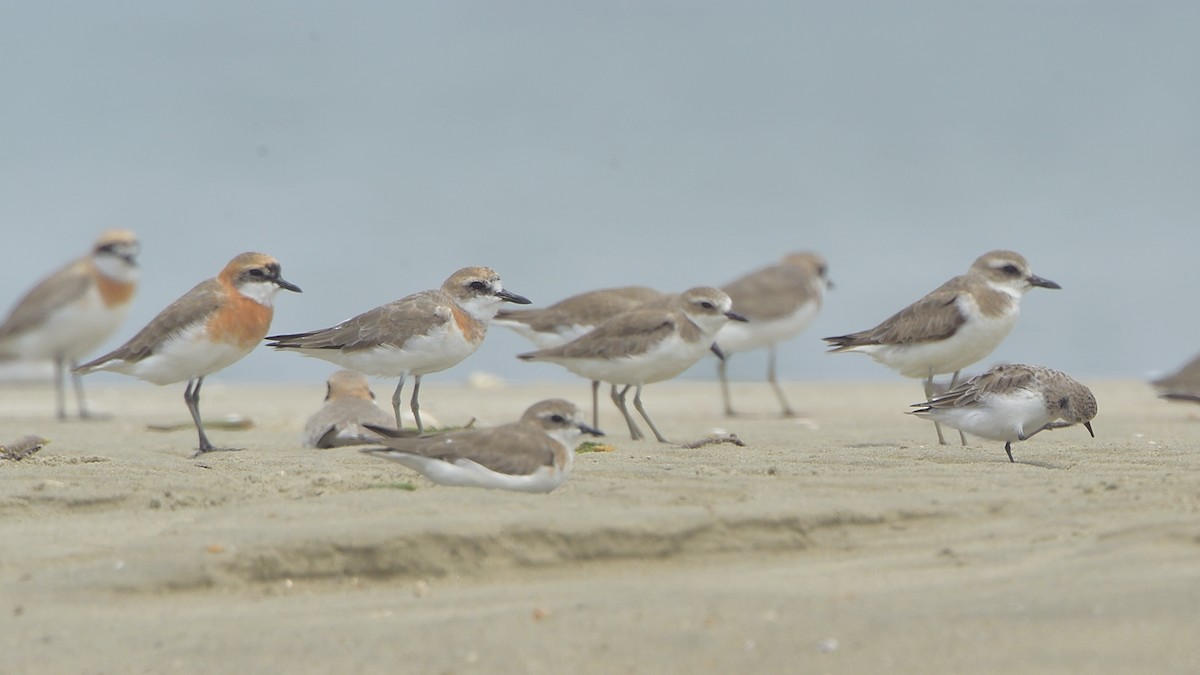 Siberian/Tibetan Sand-Plover - xiwen CHEN