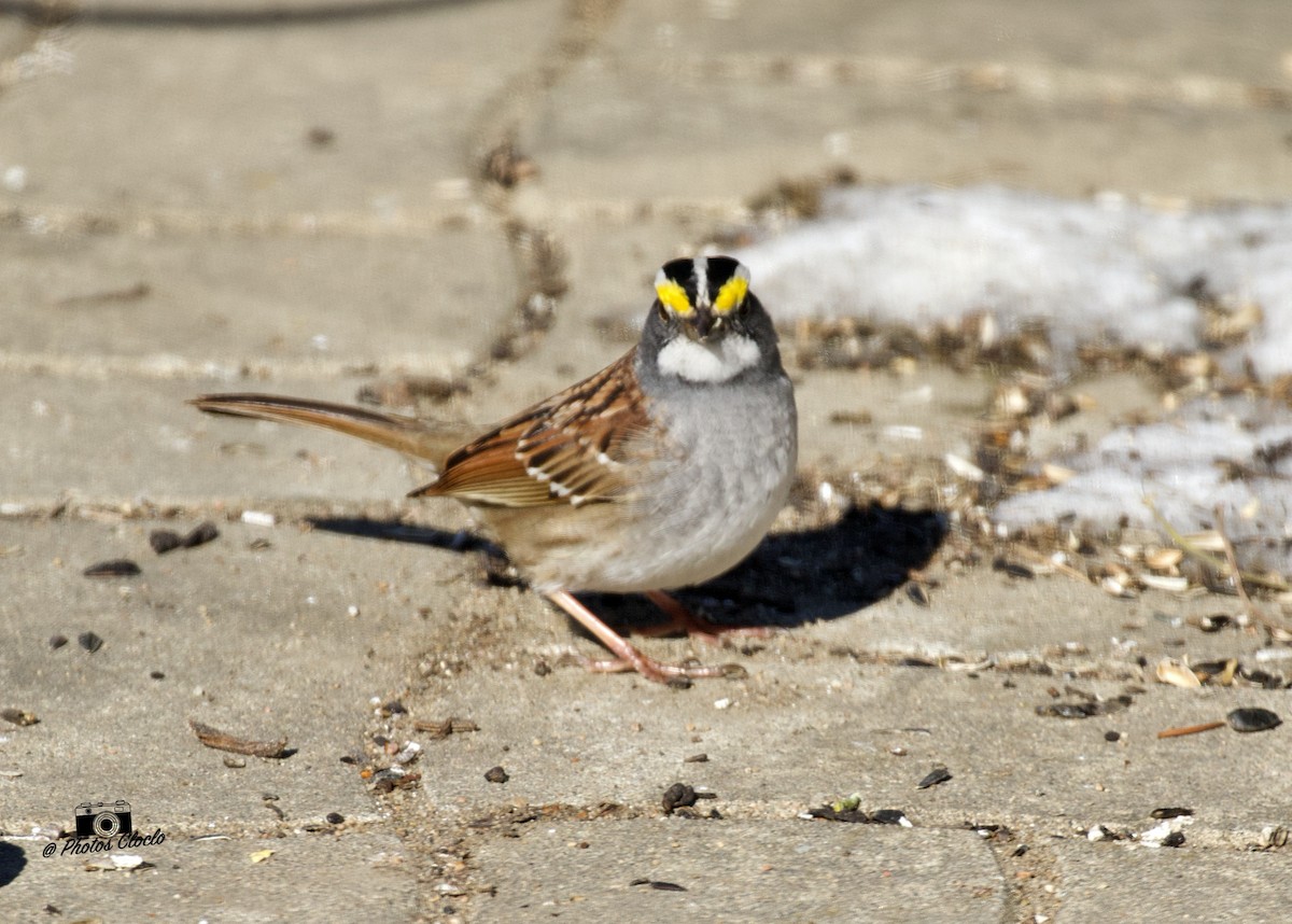 White-throated Sparrow - ML226430001