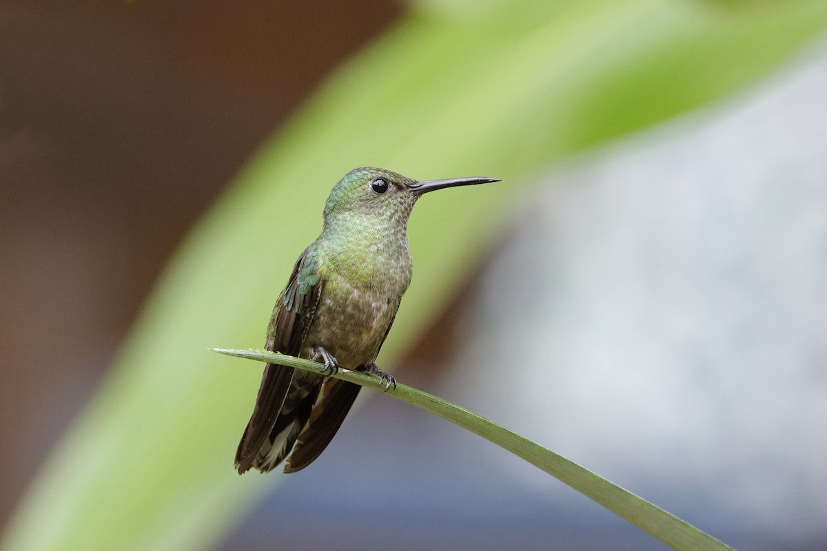 Scaly-breasted Hummingbird - Holger Teichmann
