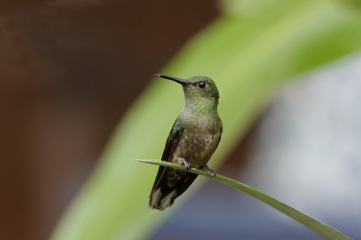 Scaly-breasted Hummingbird - ML226430841