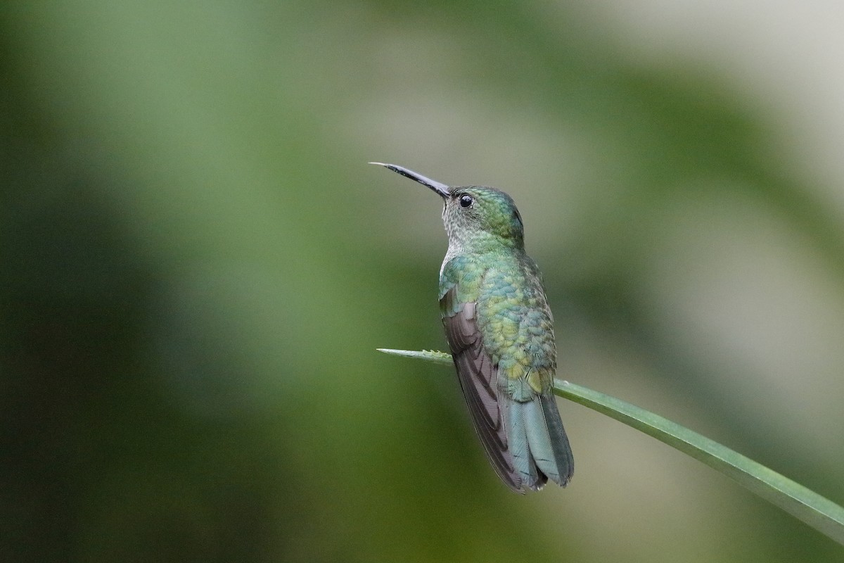 Scaly-breasted Hummingbird - ML226430861