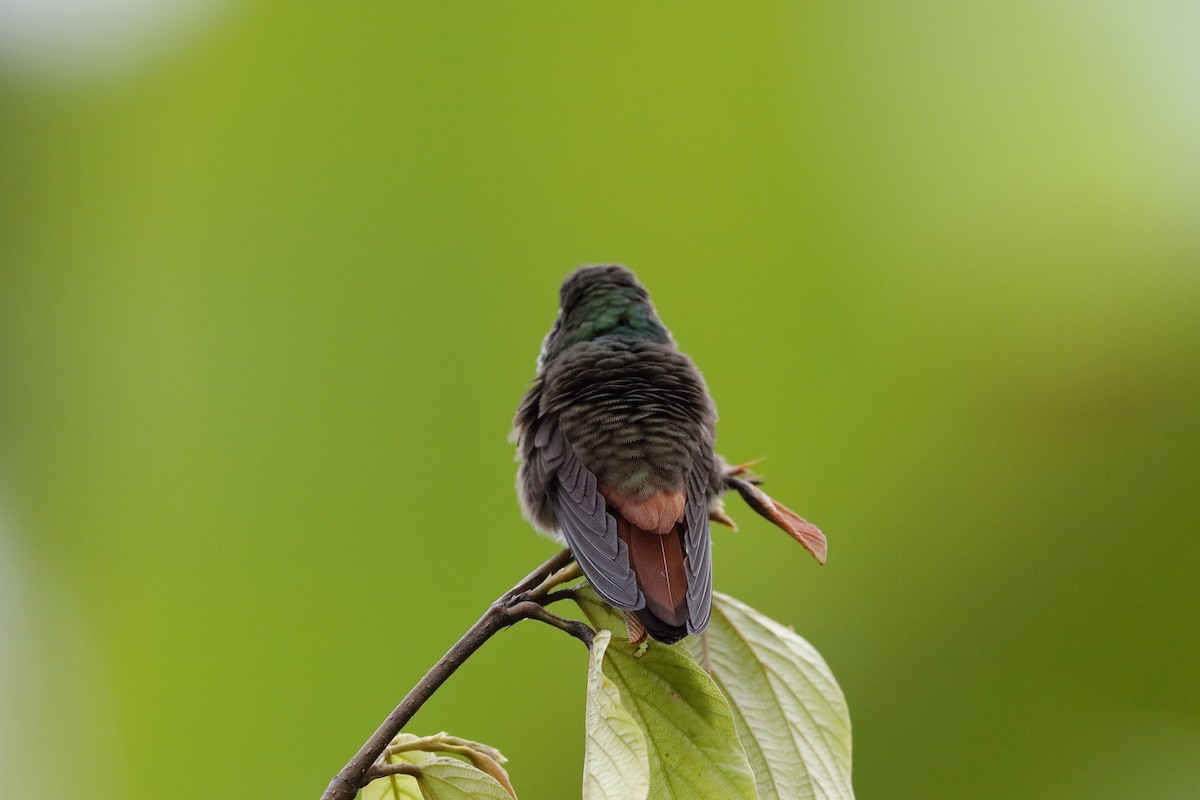 Rufous-tailed Hummingbird - ML226430901
