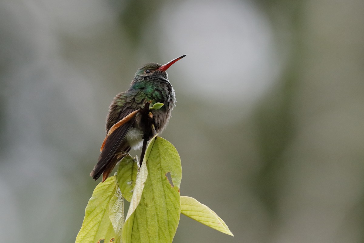 Rufous-tailed Hummingbird - ML226430991