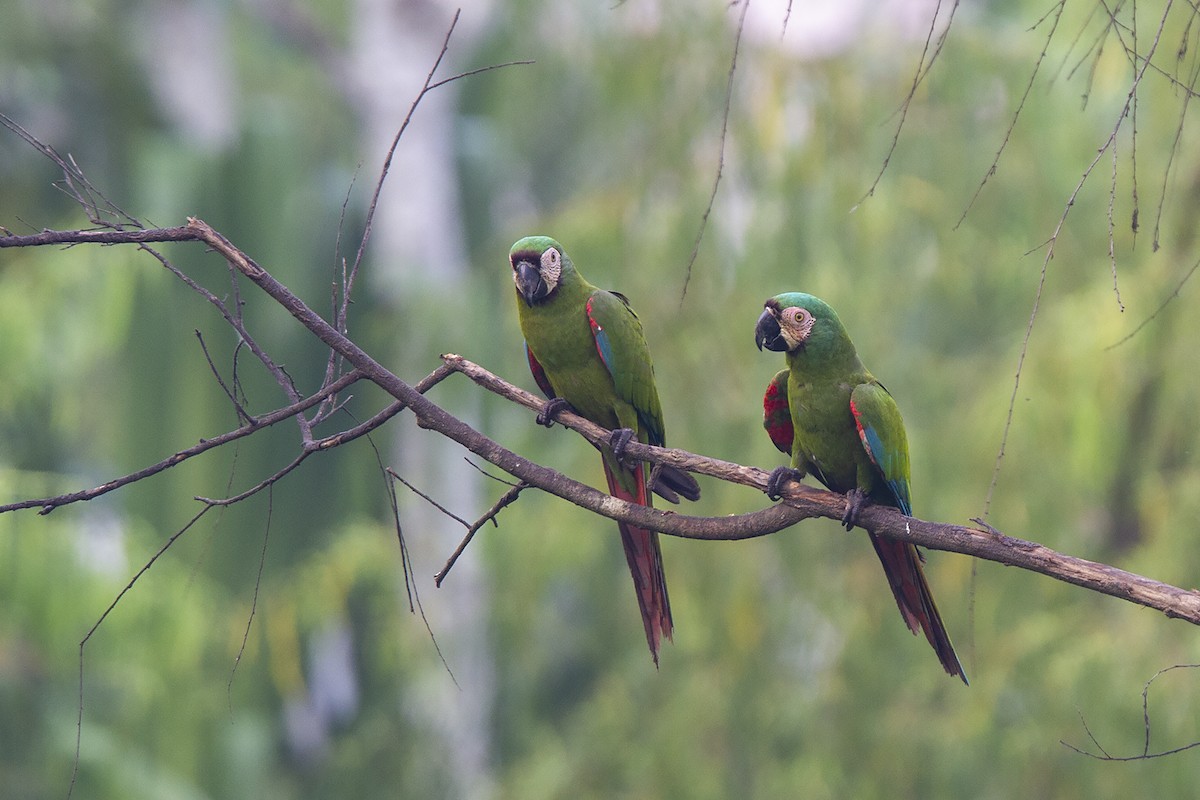 Chestnut-fronted Macaw - ML226433651