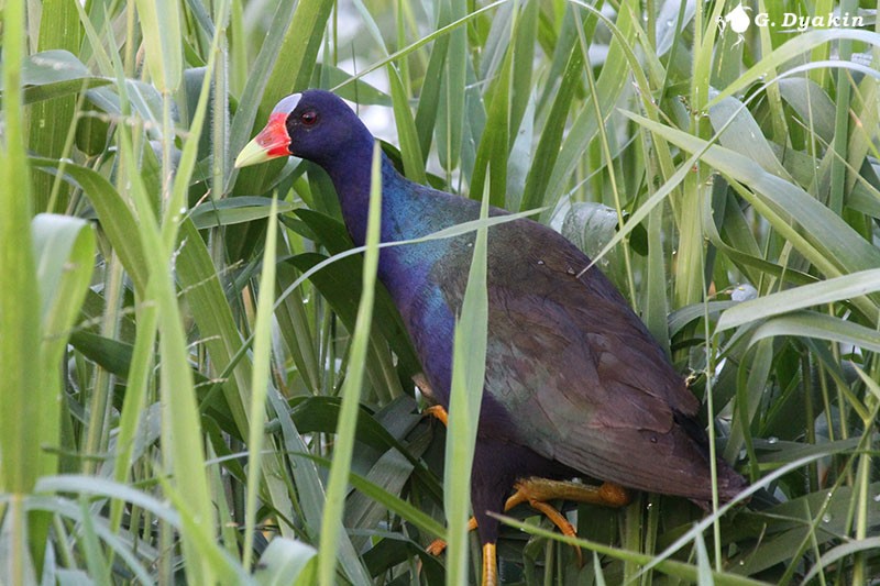 Purple Gallinule - Gennadiy Dyakin