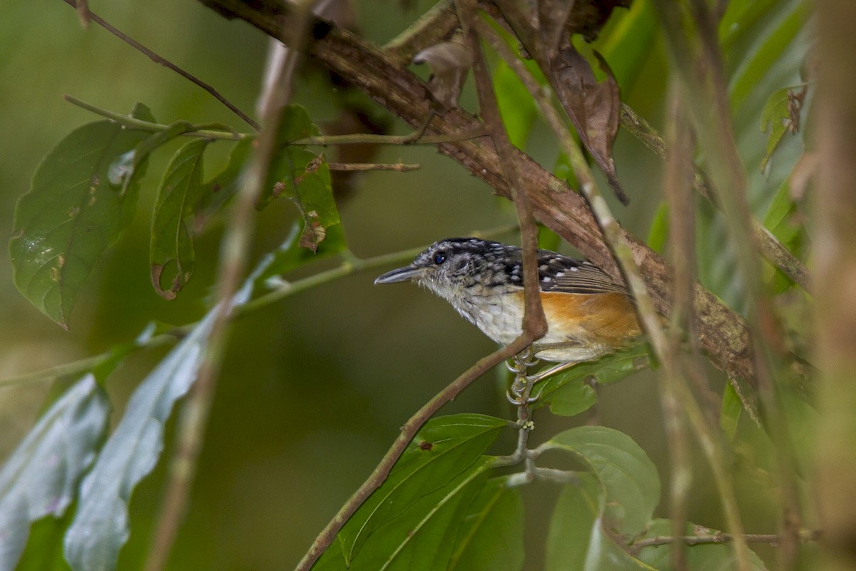 Peruvian Warbling-Antbird - ML226434041