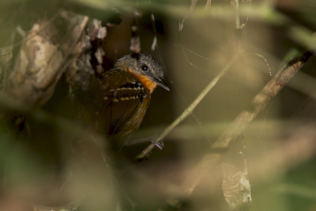 Chestnut-tailed Antbird (hemimelaena) - Niall D Perrins