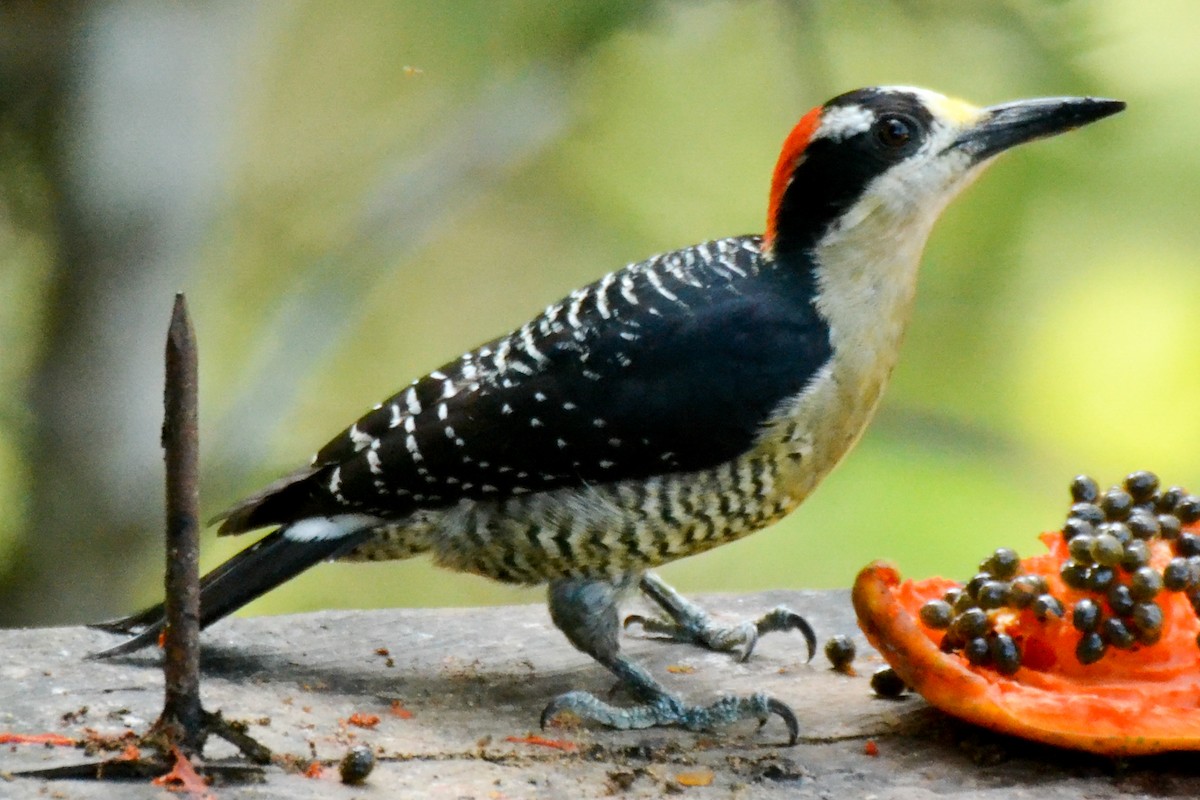 Black-cheeked Woodpecker - ML226436131