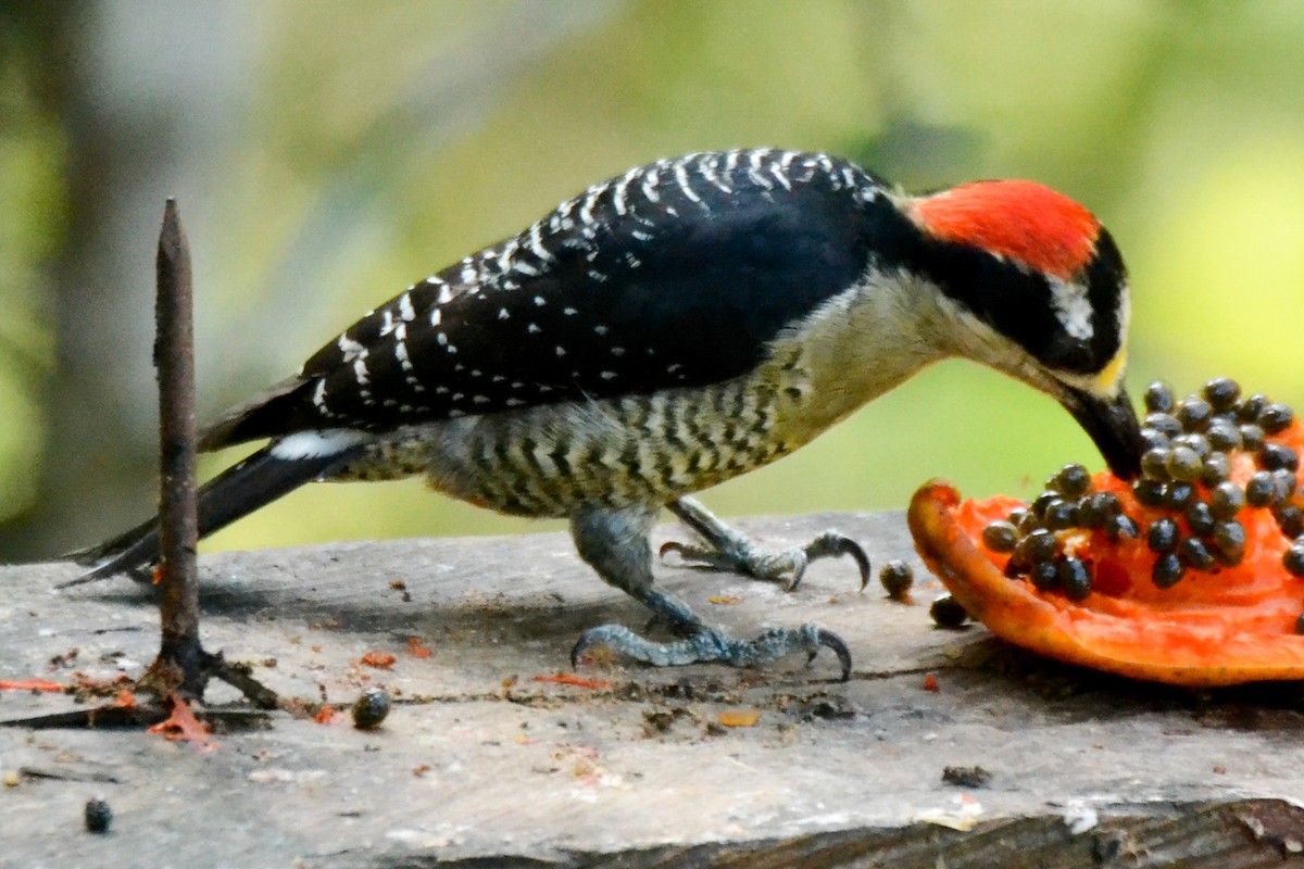 Black-cheeked Woodpecker - ML226436141
