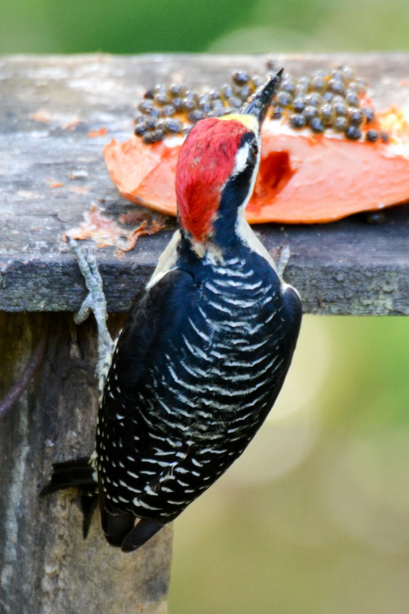 Black-cheeked Woodpecker - ML226436171