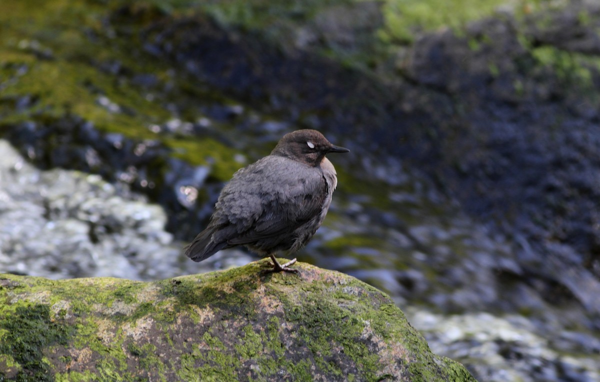 American Dipper - ML22643671