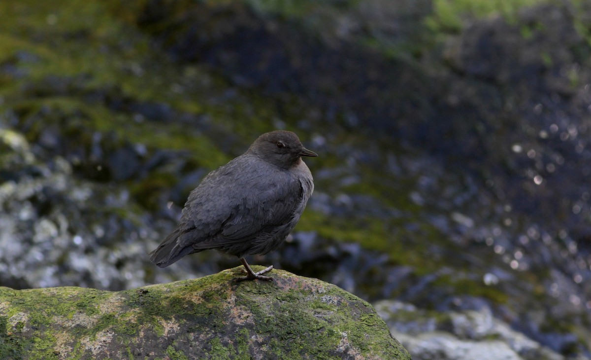 American Dipper - ML22643721