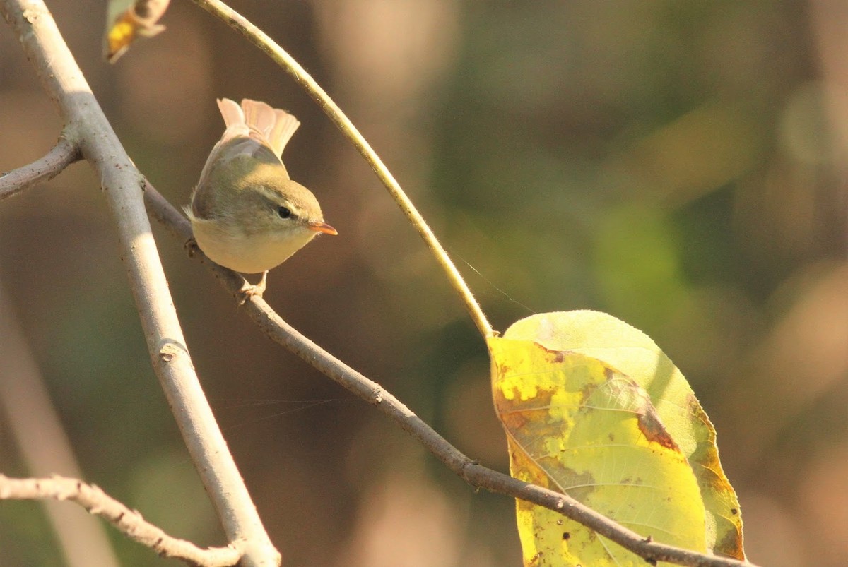 Greenish Warbler - ML226437351